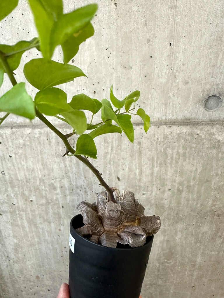 【現品限り】アフリカ亀甲竜【AJ50】 Dioscorea elephantipes