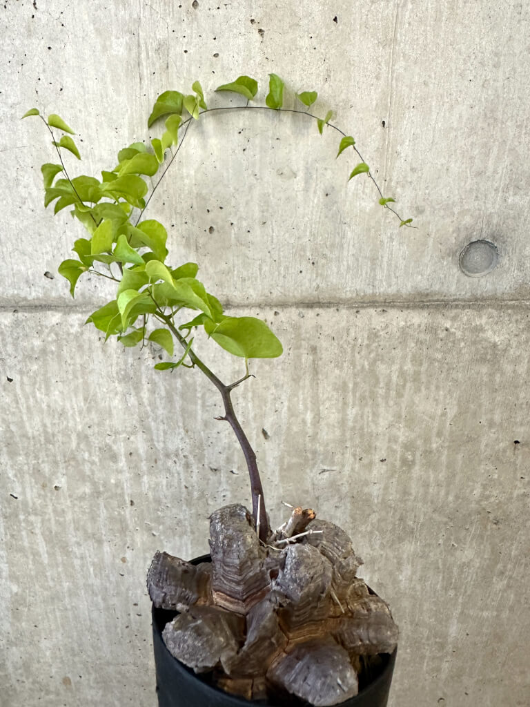 現品限り】アフリカ亀甲竜【AJ50】 Dioscorea elephantipes 塊根植物
