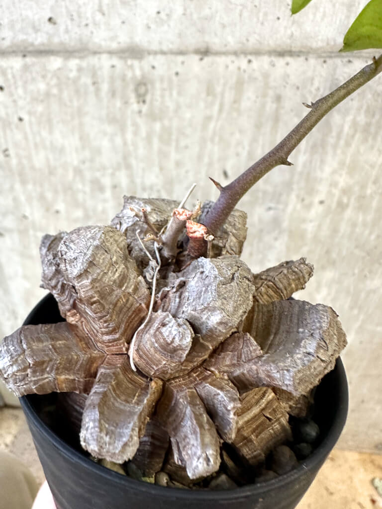 【現品限り】アフリカ亀甲竜【AJ50】 Dioscorea elephantipes