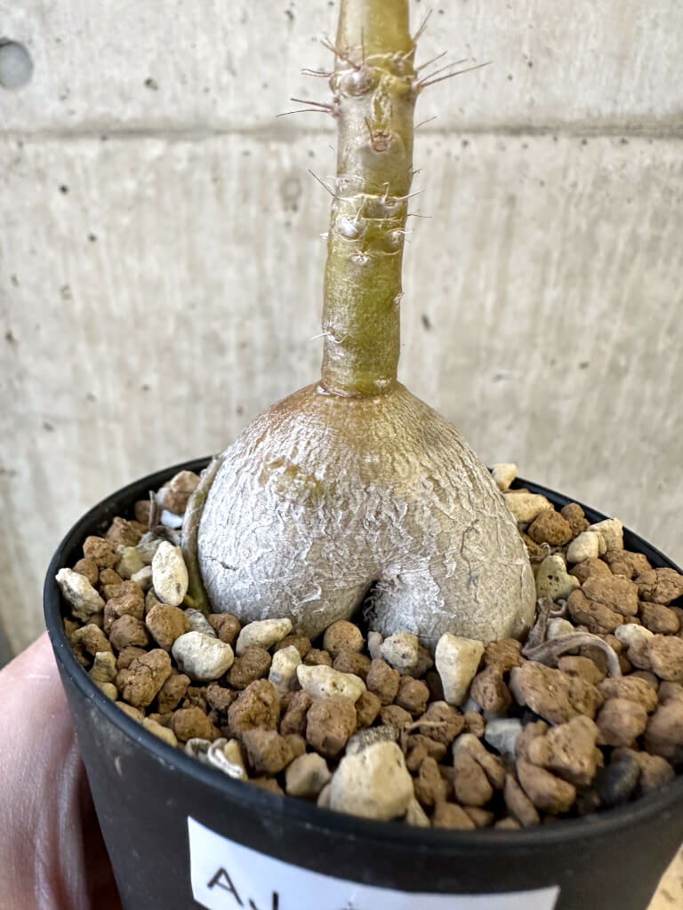 現品限り】パキポディウム・サキュレンタム 実生【AJ51】 Pachypodium