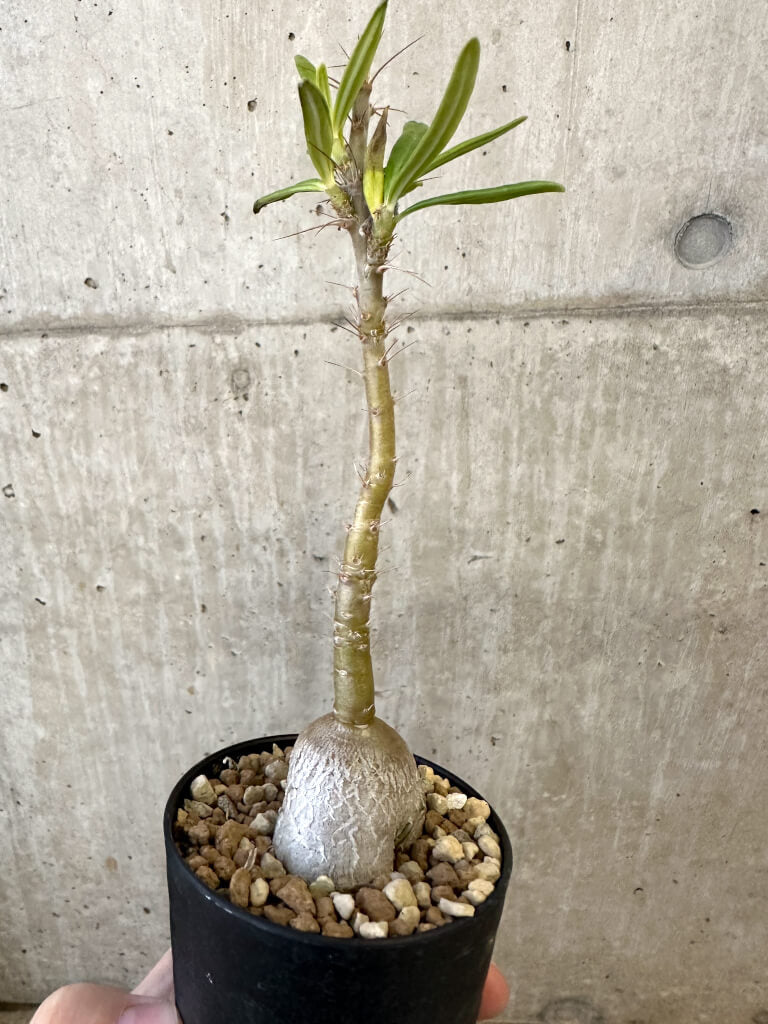 現品限り】パキポディウム・サキュレンタム 実生【AJ51】 Pachypodium