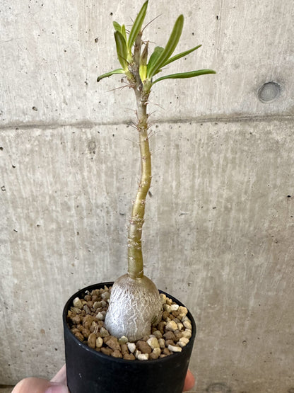 【現品限り】パキポディウム・サキュレンタム 実生【AJ51】 Pachypodium succulentum