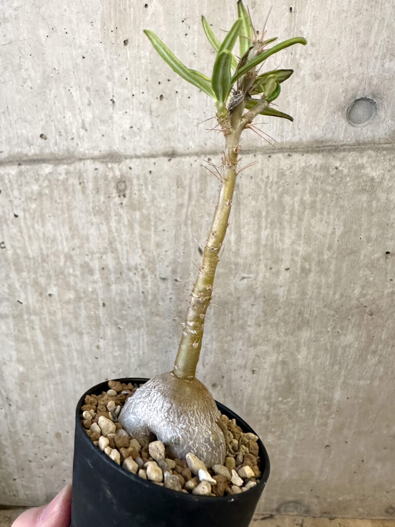 【現品限り】パキポディウム・サキュレンタム 実生【AJ51】 Pachypodium succulentum