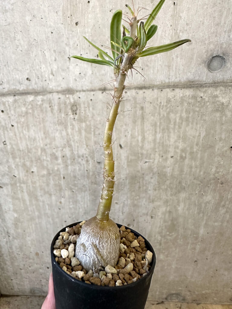 現品限り】パキポディウム・サキュレンタム 実生【AJ51】 Pachypodium