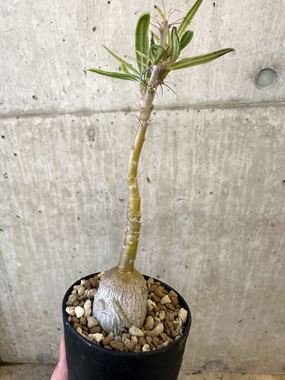 【現品限り】パキポディウム・サキュレンタム 実生【AJ51】 Pachypodium succulentum