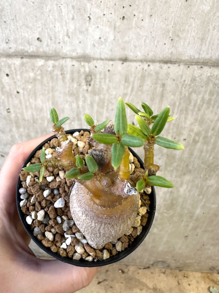 【現品限り】パキポディウム・ビスピノーサム【AJ52】 Pachypodium bispinosum