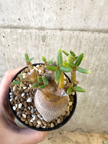 【現品限り】パキポディウム・ビスピノーサム【AJ52】 Pachypodium bispinosum