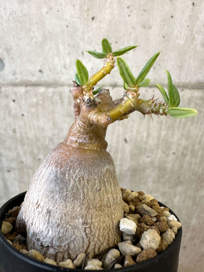 【現品限り】パキポディウム・ビスピノーサム【AJ52】 Pachypodium bispinosum
