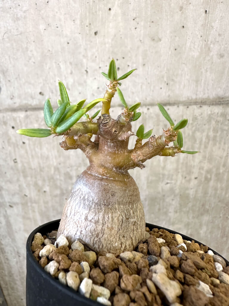 【現品限り】パキポディウム・ビスピノーサム【AJ52】 Pachypodium bispinosum