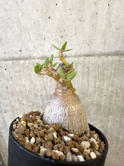 【現品限り】パキポディウム・ビスピノーサム【AJ52】 Pachypodium bispinosum
