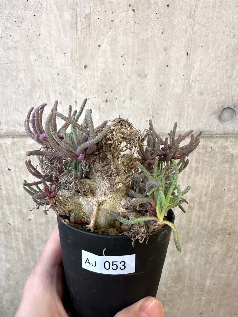 【現品限り】フィロボルス・レスルゲンス【AJ53】 Phyllobolus resurgens