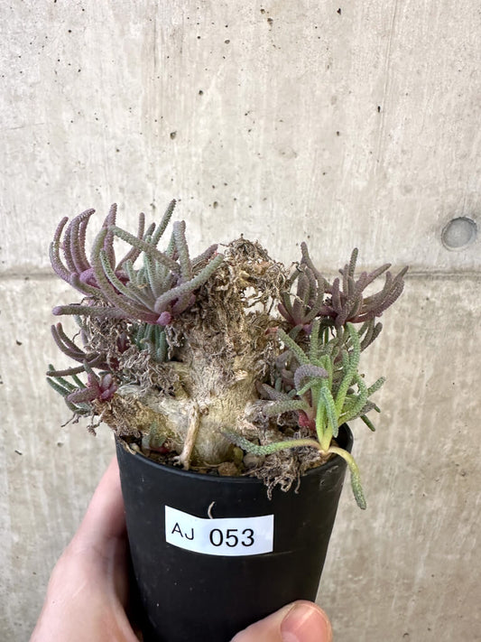 【現品限り】フィロボルス・レスルゲンス【AJ53】 Phyllobolus resurgens