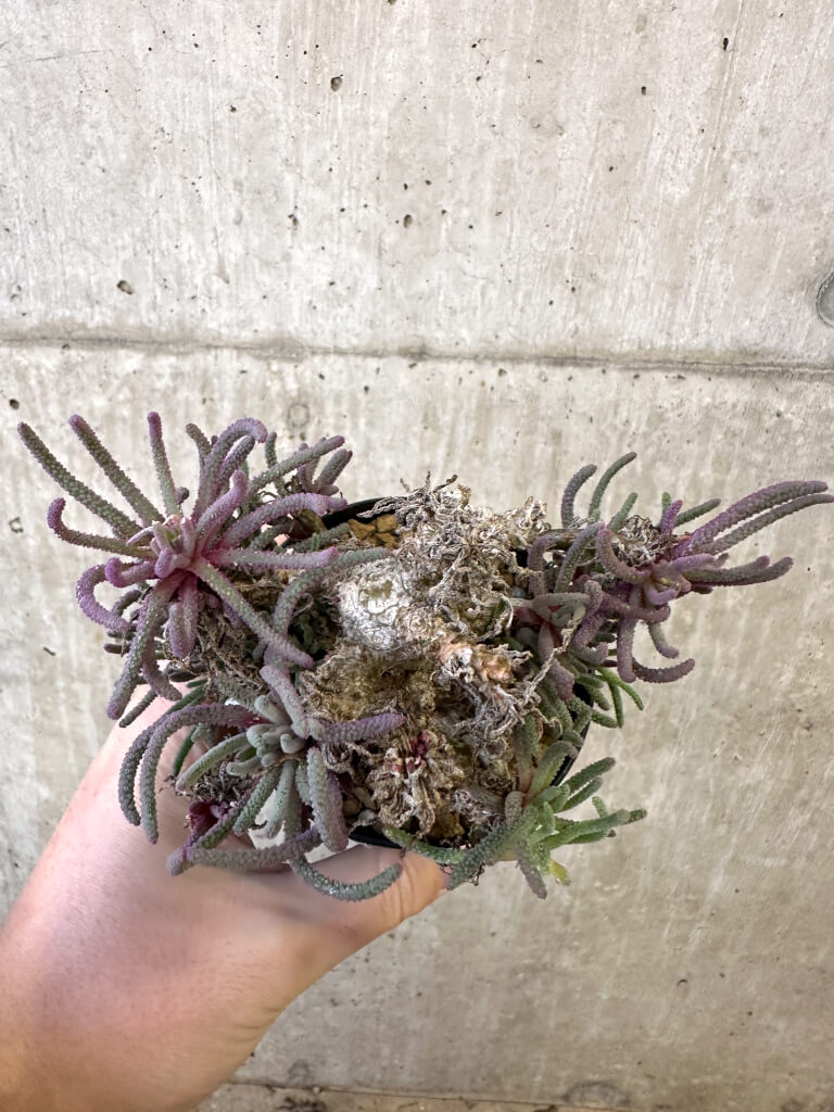 【現品限り】フィロボルス・レスルゲンス【AJ53】 Phyllobolus resurgens