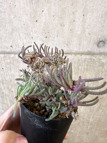 【現品限り】フィロボルス・レスルゲンス【AJ53】 Phyllobolus resurgens