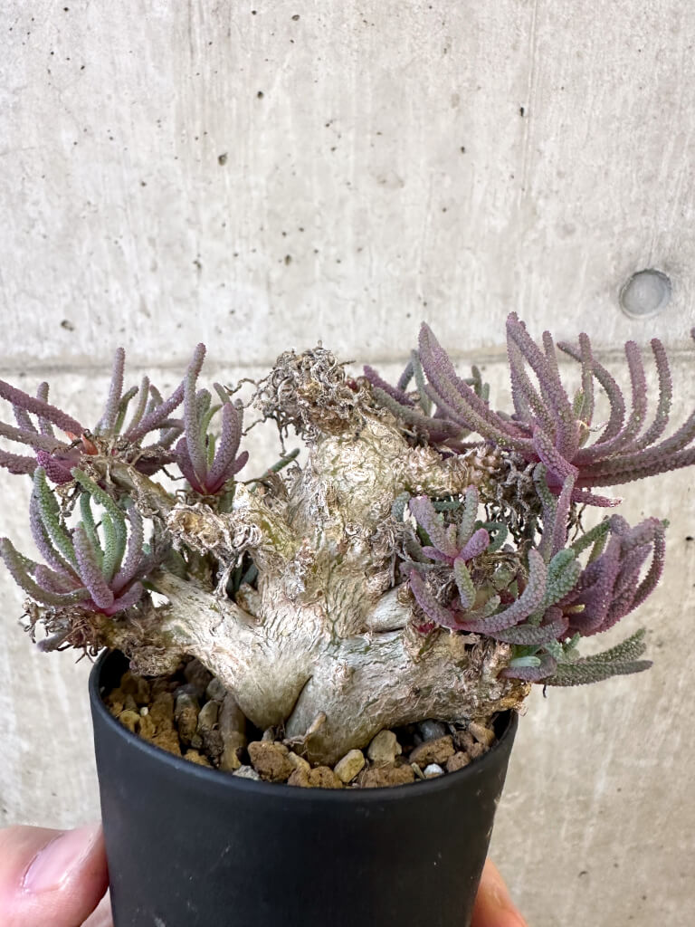 【現品限り】フィロボルス・レスルゲンス【AJ53】 Phyllobolus resurgens