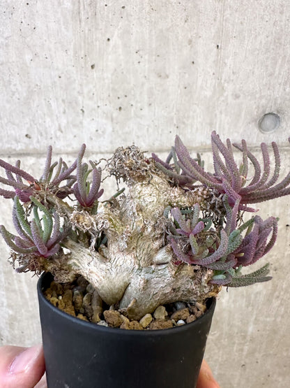 【現品限り】フィロボルス・レスルゲンス【AJ53】 Phyllobolus resurgens