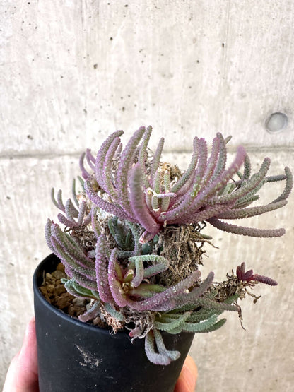 【現品限り】フィロボルス・レスルゲンス【AJ53】 Phyllobolus resurgens