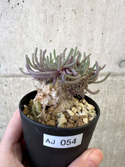 【現品限り】フィロボルス・レスルゲンス【AJ54】 Phyllobolus resurgens