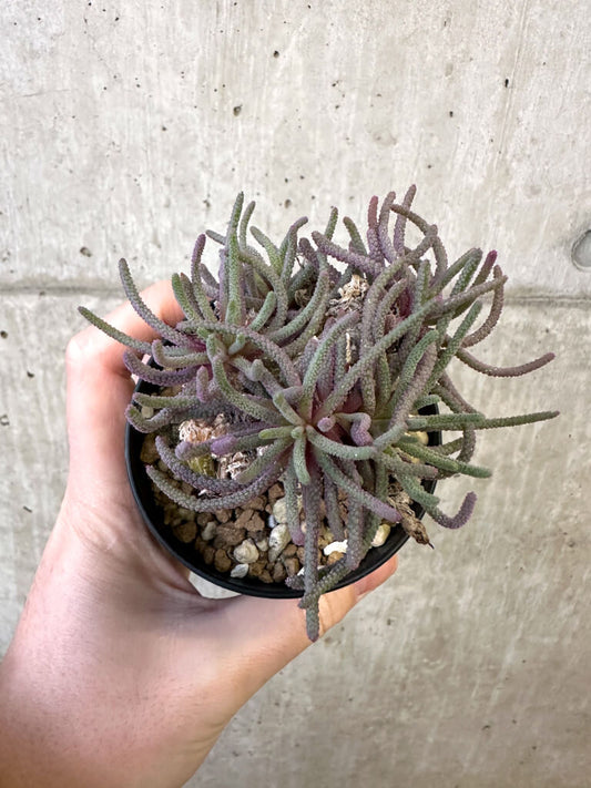 【現品限り】フィロボルス・レスルゲンス【AJ54】 Phyllobolus resurgens