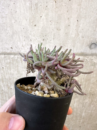 【現品限り】フィロボルス・レスルゲンス【AJ54】 Phyllobolus resurgens