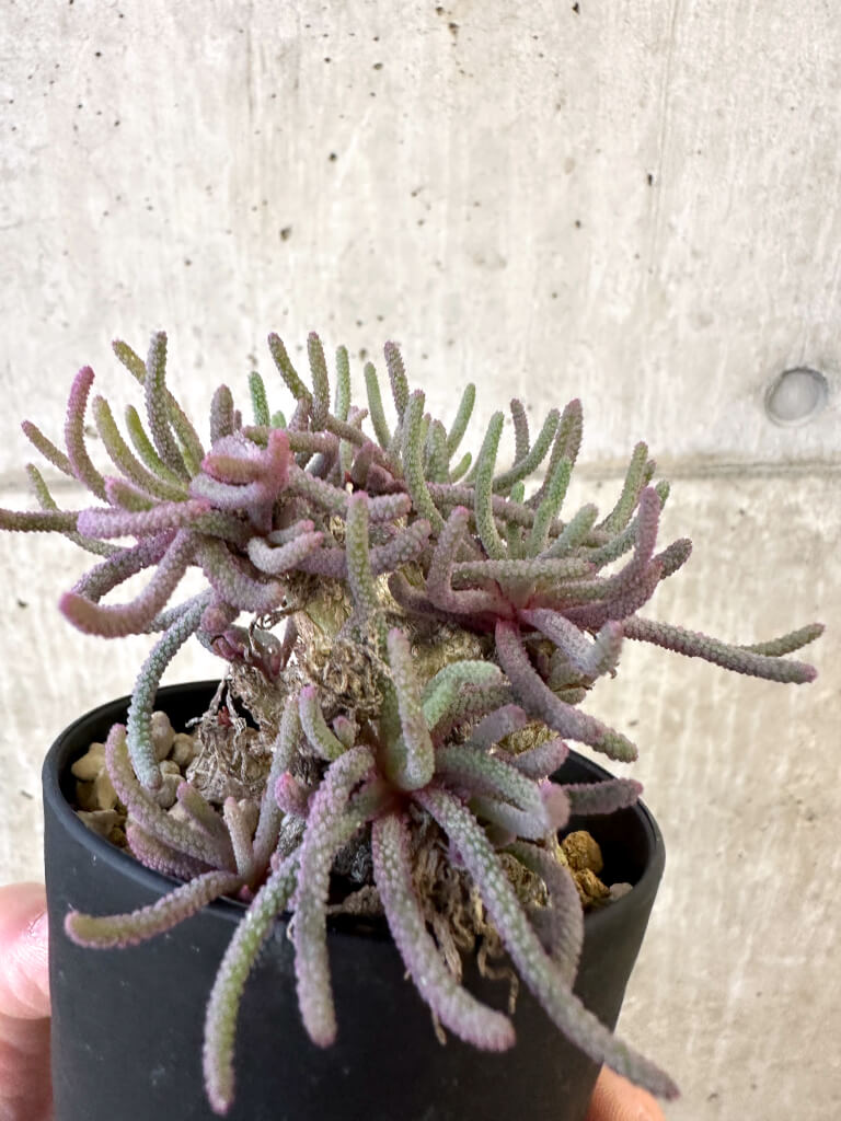 【現品限り】フィロボルス・レスルゲンス【AJ54】 Phyllobolus resurgens