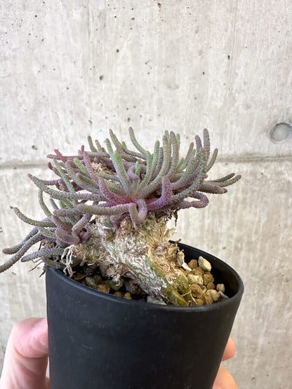 【現品限り】フィロボルス・レスルゲンス【AJ54】 Phyllobolus resurgens