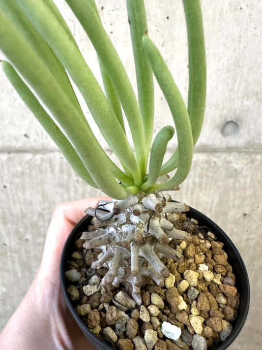 【現品限り】チレコドン・ワリチー Grootdrift【AJ55】 Tylecodon wallichii