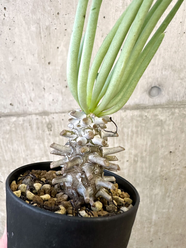 【現品限り】チレコドン・ワリチー Grootdrift【AJ55】 Tylecodon wallichii