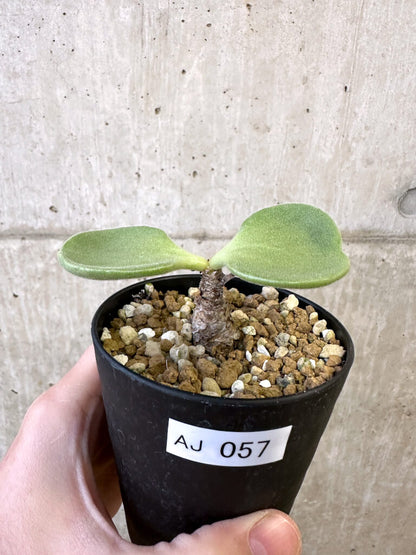 【現品限り】チレコドン・アトロプルプレウス【AJ57】 Tylecodon atropurpureus