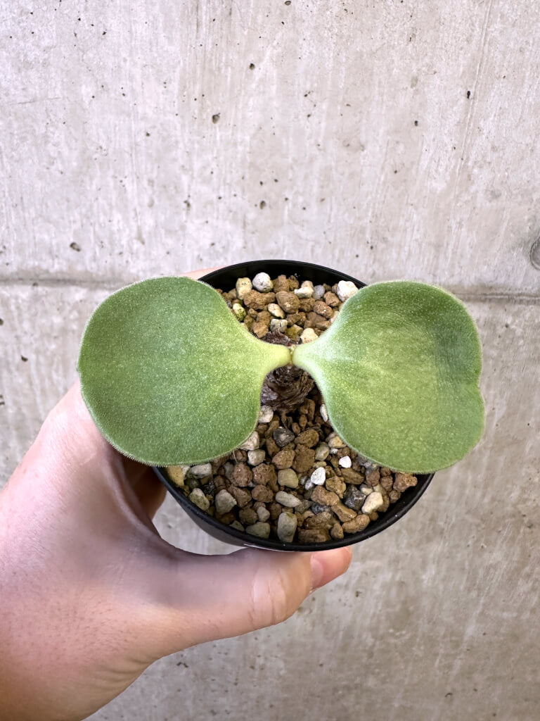 【現品限り】チレコドン・アトロプルプレウス【AJ57】 Tylecodon atropurpureus