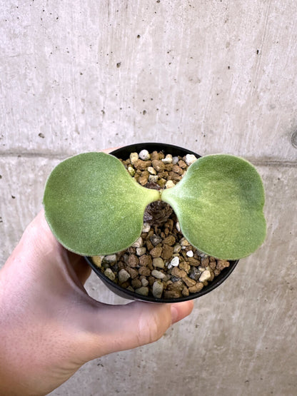 【現品限り】チレコドン・アトロプルプレウス【AJ57】 Tylecodon atropurpureus