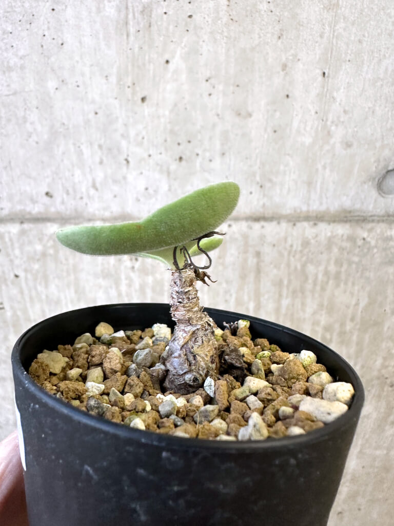 【現品限り】チレコドン・アトロプルプレウス【AJ57】 Tylecodon atropurpureus