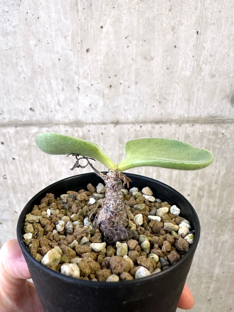 【現品限り】チレコドン・アトロプルプレウス【AJ57】 Tylecodon atropurpureus