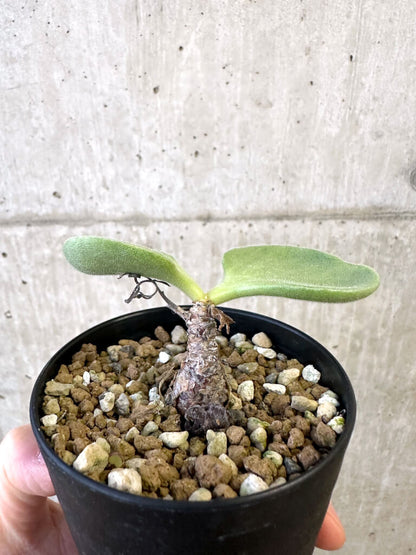 【現品限り】チレコドン・アトロプルプレウス【AJ57】 Tylecodon atropurpureus