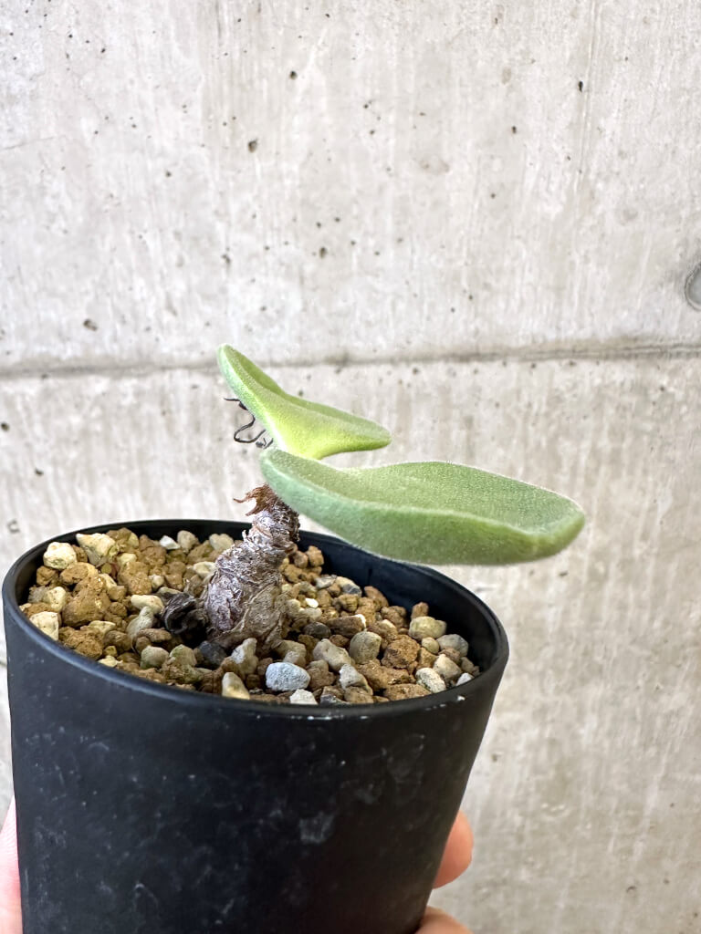 レア実生！　アトロプルプレウス　チレコドン　多肉植物　塊根植物 現品限り】チレコドン・アトロプルプレウス【AJ57】 Tylecodon