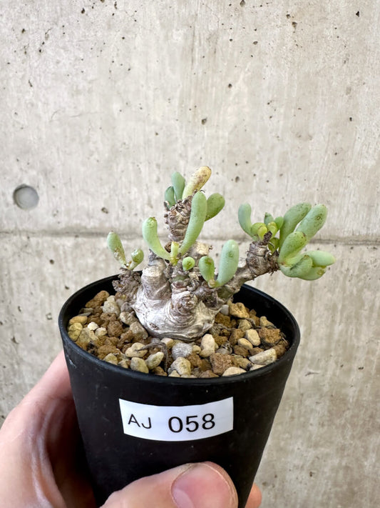 【現品限り】オトンナ・クラビフォリア【AJ58】 Othonna clavifolia