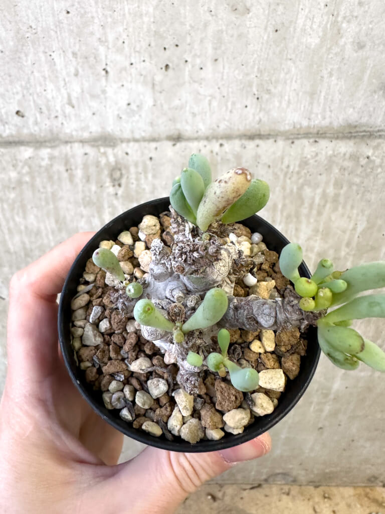 【現品限り】オトンナ・クラビフォリア【AJ58】 Othonna clavifolia