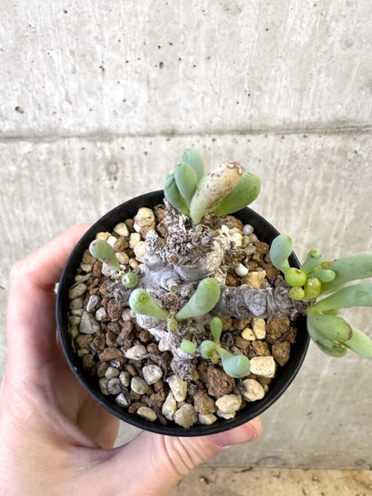 【現品限り】オトンナ・クラビフォリア【AJ58】 Othonna clavifolia