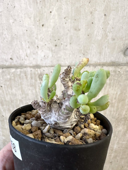 【現品限り】オトンナ・クラビフォリア【AJ58】 Othonna clavifolia