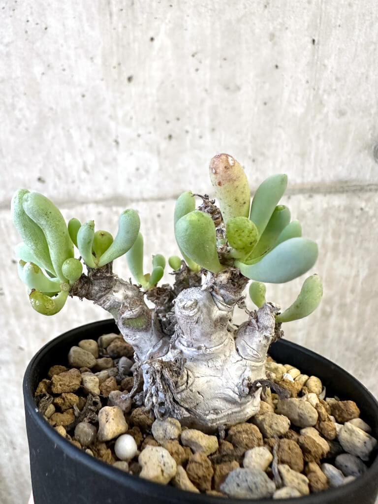 【現品限り】オトンナ・クラビフォリア【AJ58】 Othonna clavifolia