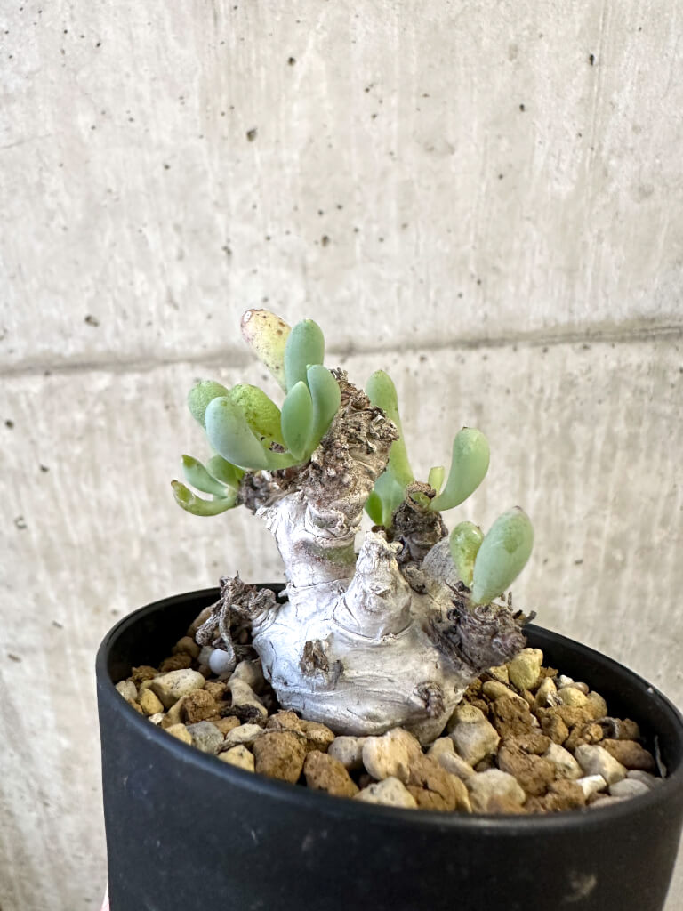 現品限り】オトンナ・クラビフォリア【AJ58】 Othonna clavifolia 塊根 現品限り】オトンナ・クラビフォリア【AJ58】 Othonna clavifolia 塊根
