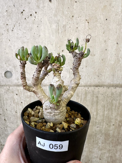 【現品限り】オトンナ・クラビフォリア【AJ59】 Othonna clavifolia