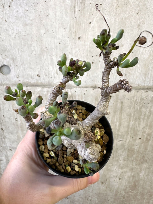 【現品限り】オトンナ・クラビフォリア【AJ59】 Othonna clavifolia