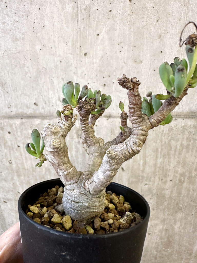 【現品限り】オトンナ・クラビフォリア【AJ59】 Othonna clavifolia