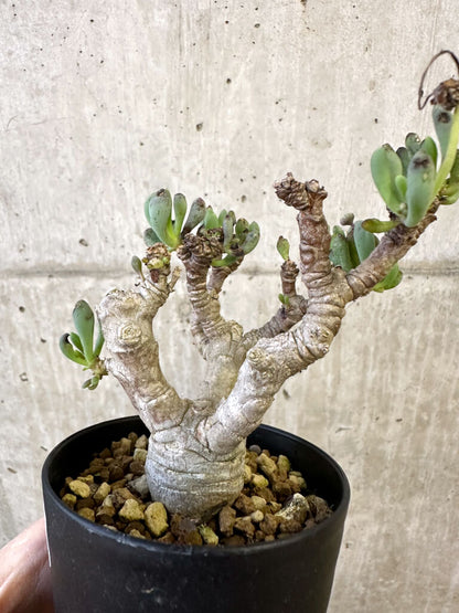 【現品限り】オトンナ・クラビフォリア【AJ59】 Othonna clavifolia