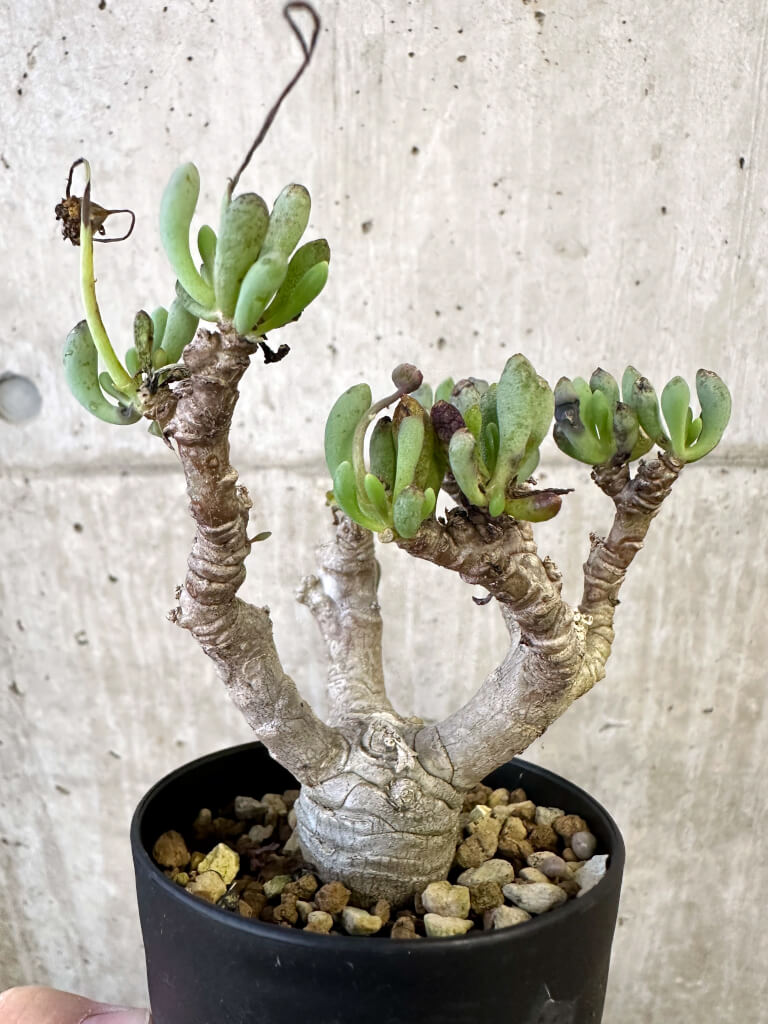 【現品限り】オトンナ・クラビフォリア【AJ59】 Othonna clavifolia