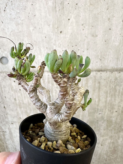 【現品限り】オトンナ・クラビフォリア【AJ59】 Othonna clavifolia