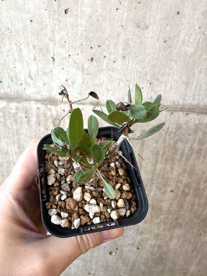 【現品限り】フォークイエリア・コルムナリス 観峰玉【AJ5】 Fouquieria columnaris