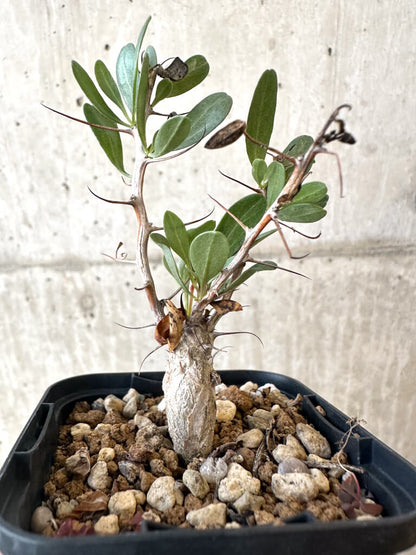 【現品限り】フォークイエリア・コルムナリス 観峰玉【AJ5】 Fouquieria columnaris