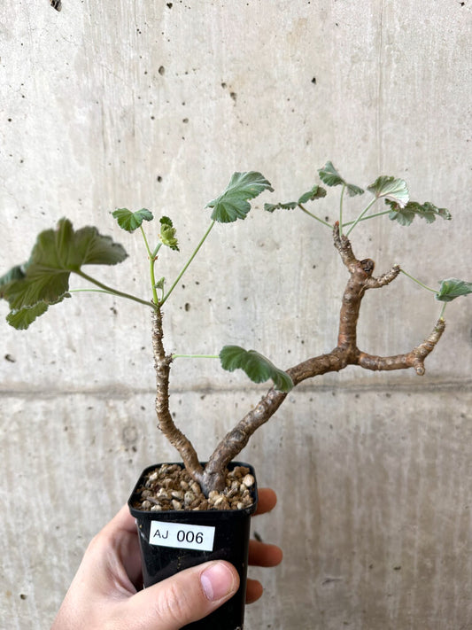 【現品限り】ぺラルゴニウム・エキナツム【AJ6】 Pelargonium echinatum